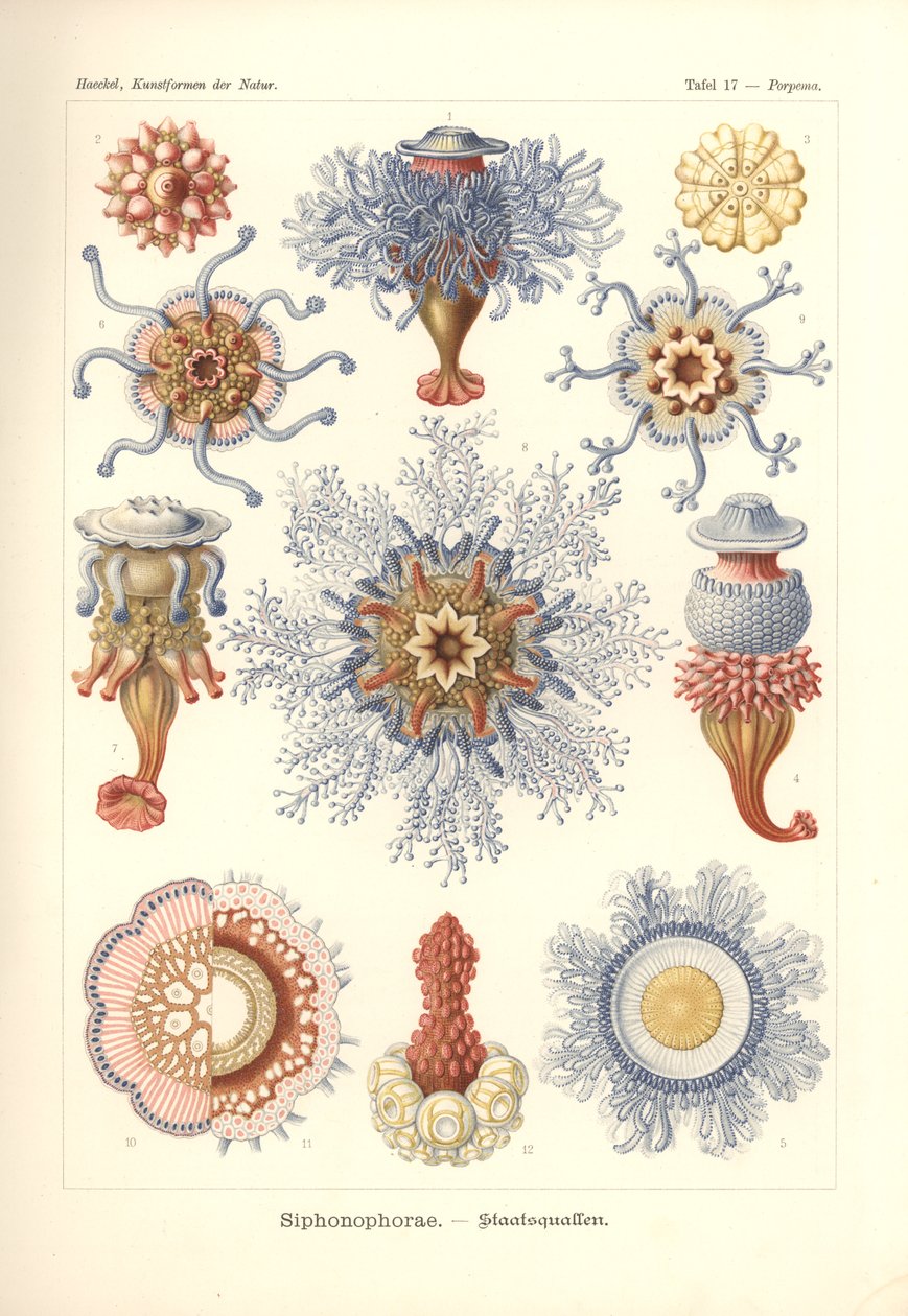 Siphonophorae - Jelly Fish, z 