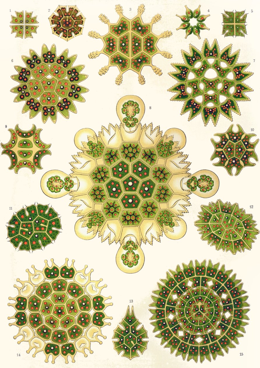 Odmiany Pediastrum z „Form artystycznych natury” autorstwa Ernst (after) Haeckel