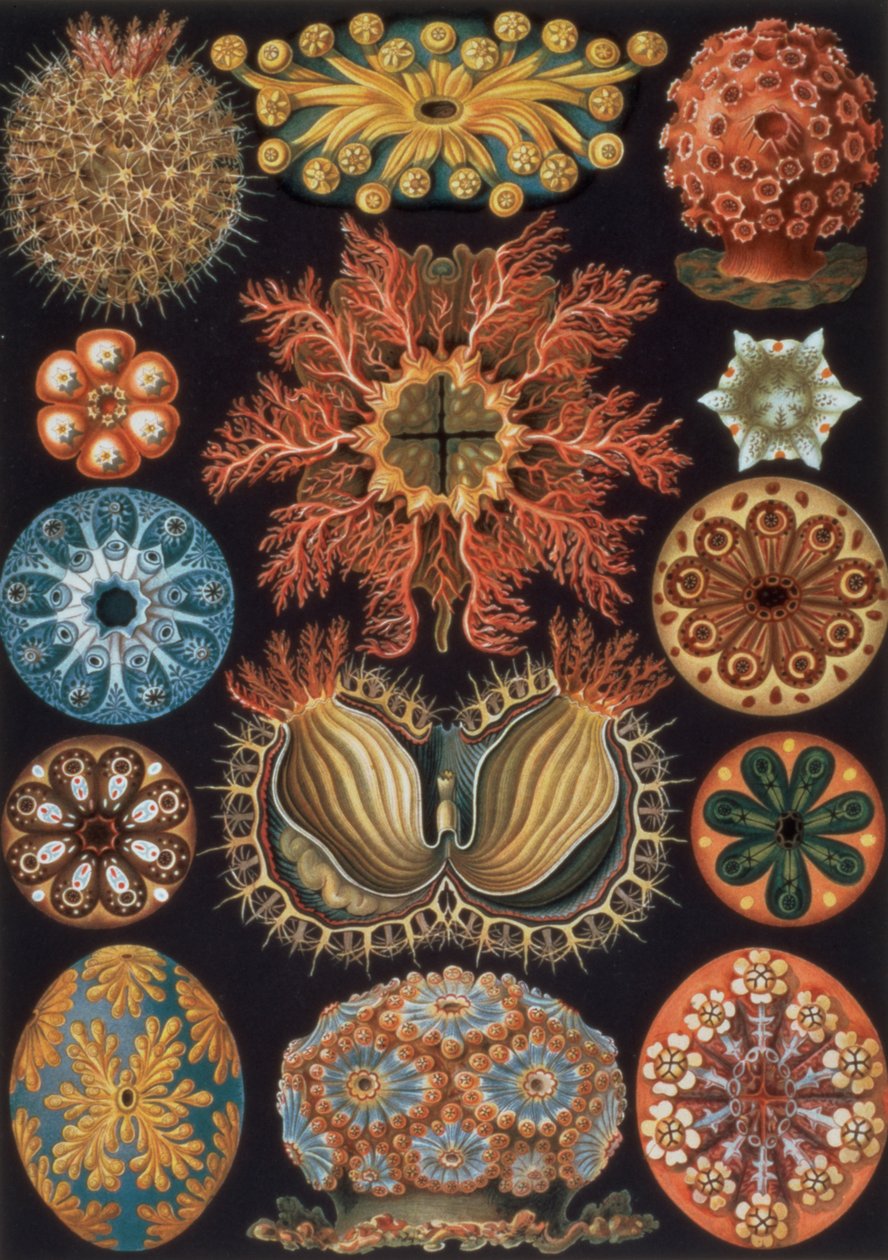 Ascidiae, tablica 85 z `Formy sztuki natury` autorstwa Ernst Haeckel