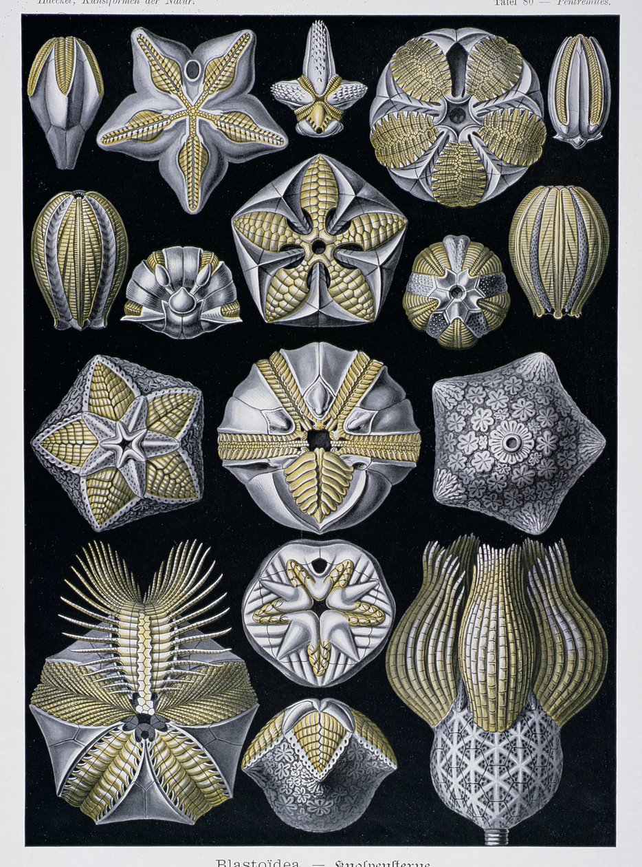 Blastoidea, płyta z Artforms of Nature, ok.1899-1904 (kolor grawerowany) autorstwa Ernst Haeckel