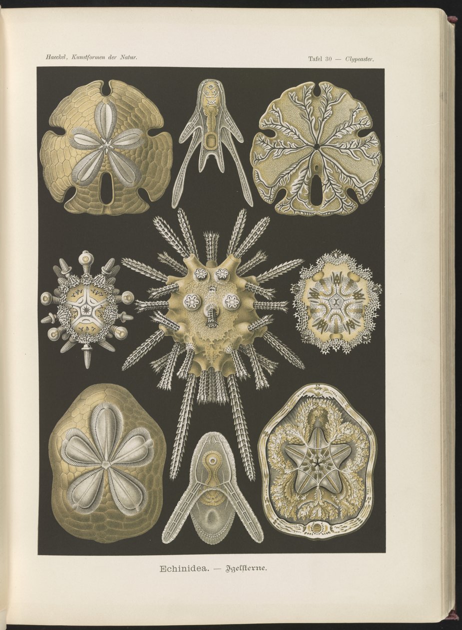 Echinidea: jeżowce i dolary morskie autorstwa Ernst Haeckel