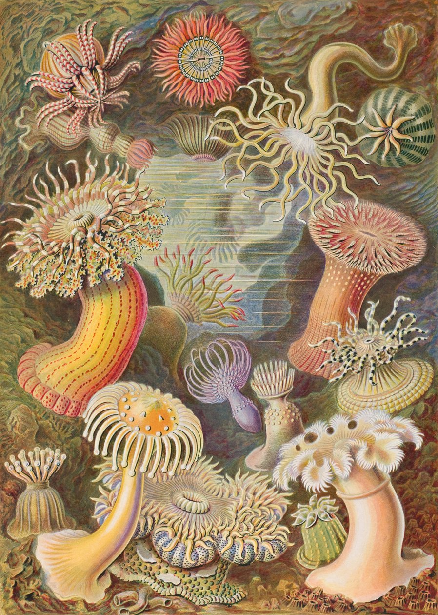 Haeckel Actiniae autorstwa Ernst Haeckel