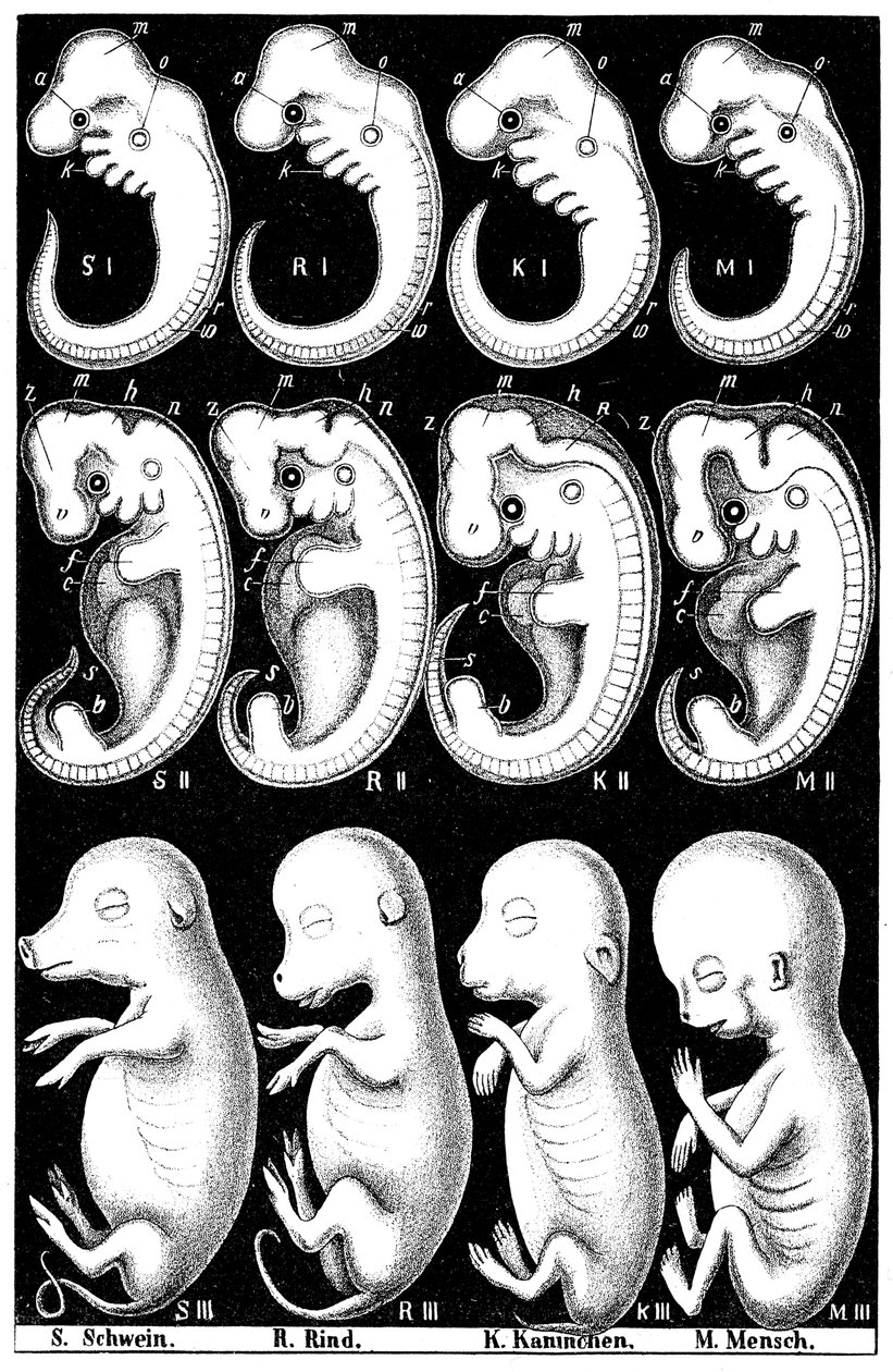 Porównanie Haeckelsa embrionów świni, krowy, królika i człowieka autorstwa Ernst Haeckel