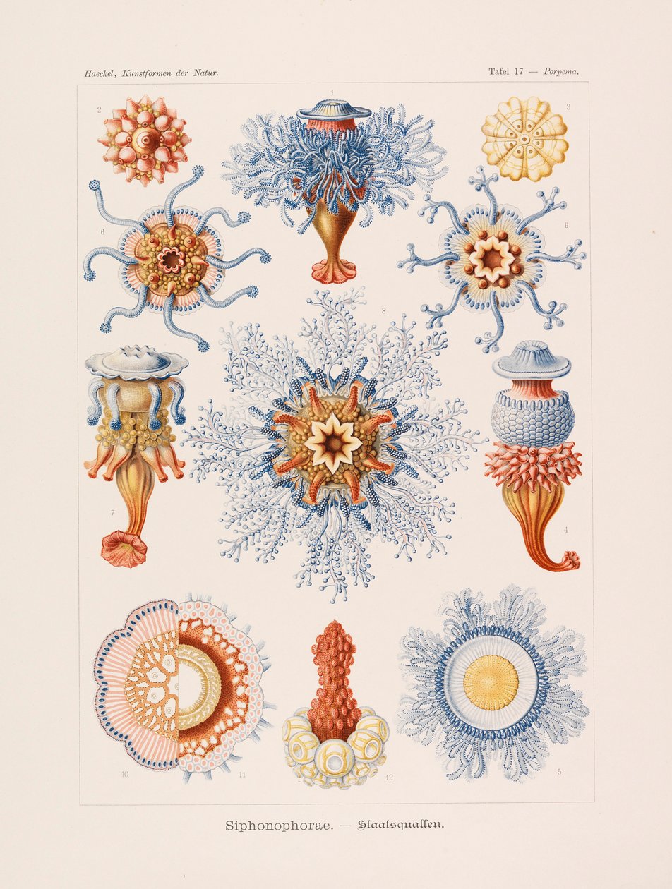 Formy sztuki w przyrodzie Formy sztuki w przyrodzie, 1899-1903. autorstwa Ernst Haeckel