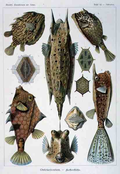 Ostraciontes, talerz z Artforms of Nature autorstwa Ernst Haeckel