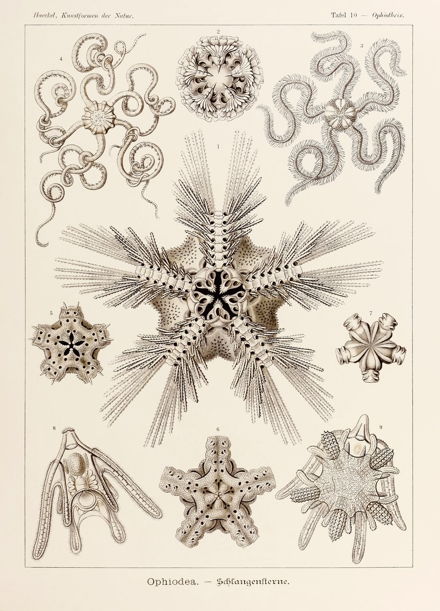 Tabliczka 10 Ophiothrix Ophiodea z 