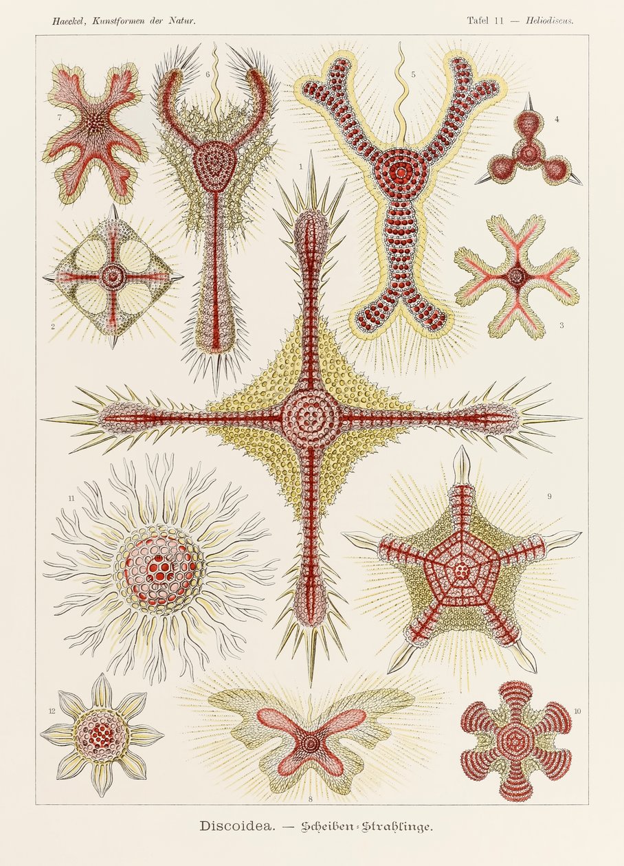 Tabliczka 11 Heliodiscus Discoidea z 