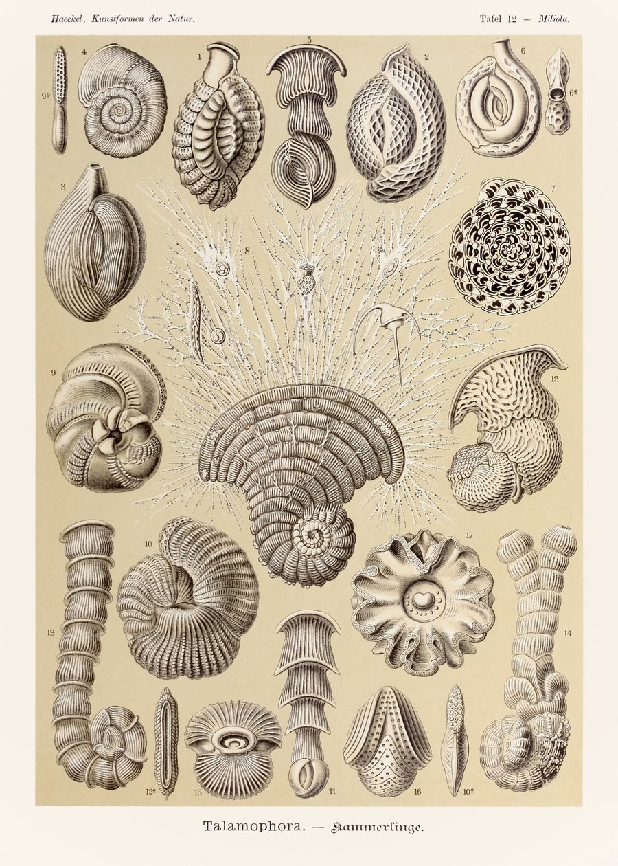 Tabliczka 12 Miliola Talamophora z „Kunstformen der Natur” (Formy sztuki w naturze) z ilustracjami Ernsta Haeckela (1834-1919) autorstwa Ernst Haeckel