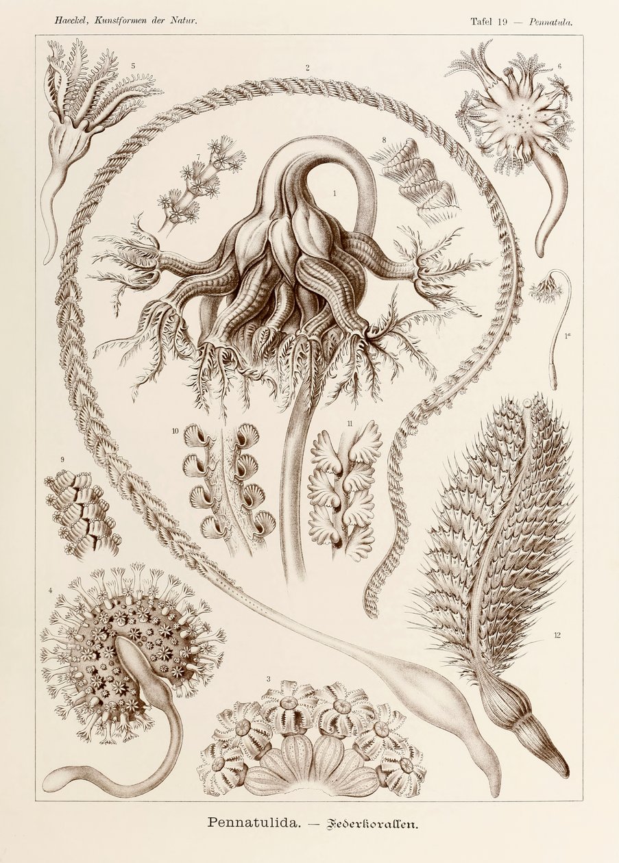 Talerz 19 Pennatula Pennatulida z „Kunstformen der Natur” (Formy sztuki w naturze) z ilustracjami Ernsta Haeckela (1834-1919) autorstwa Ernst Haeckel