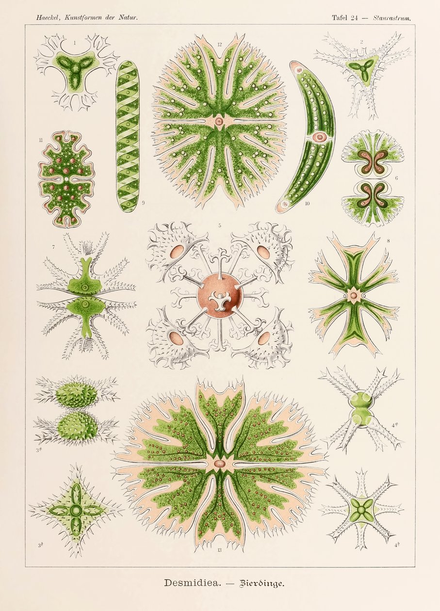 Tabliczka 24 Staurastrum Desmidiea z „Kunstformen der Natur” (Formy sztuki w naturze) z ilustracjami Ernsta Haeckela (1834-1919) autorstwa Ernst Haeckel
