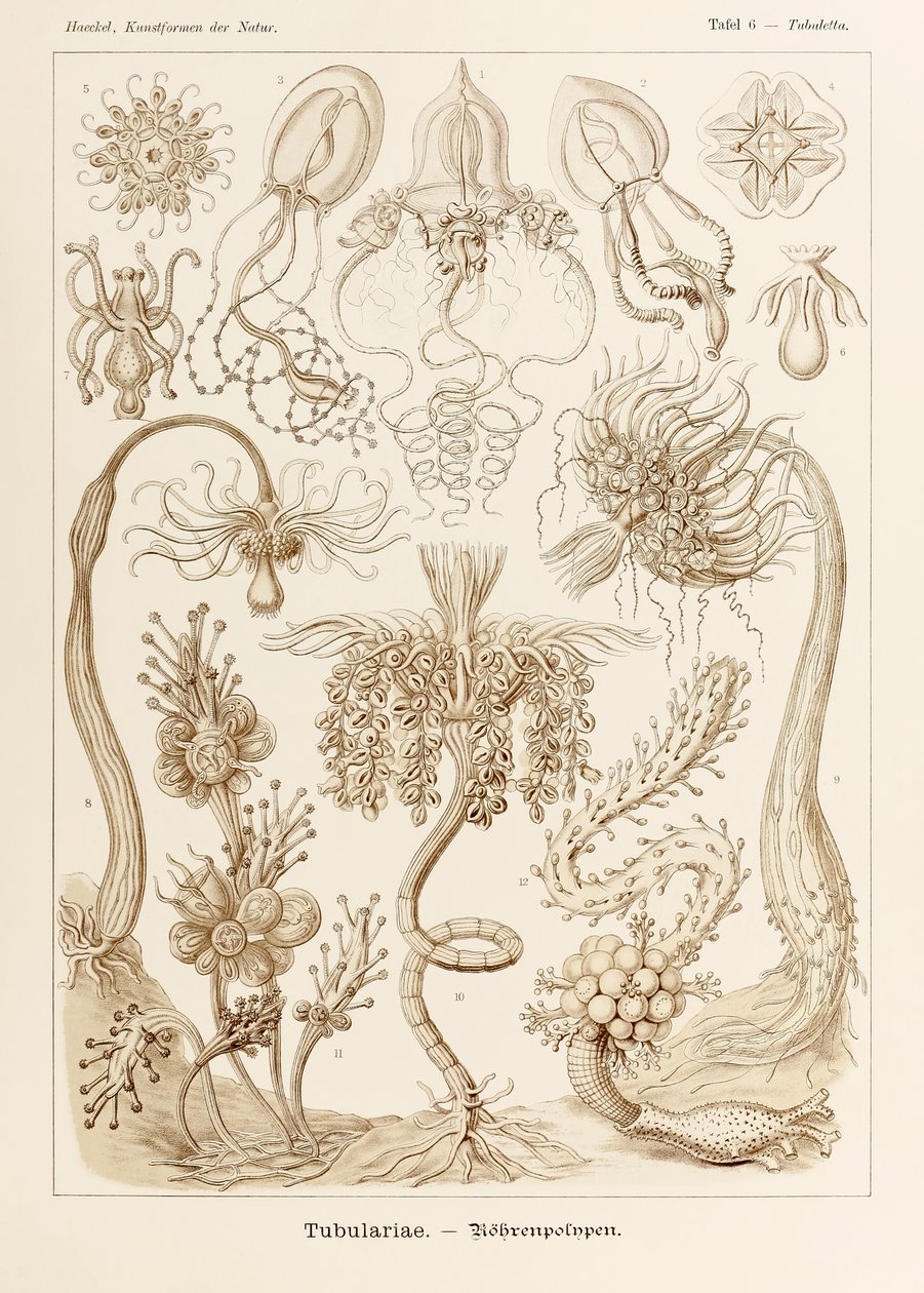 Tablica 6 Tubuletta Tubulariae z 