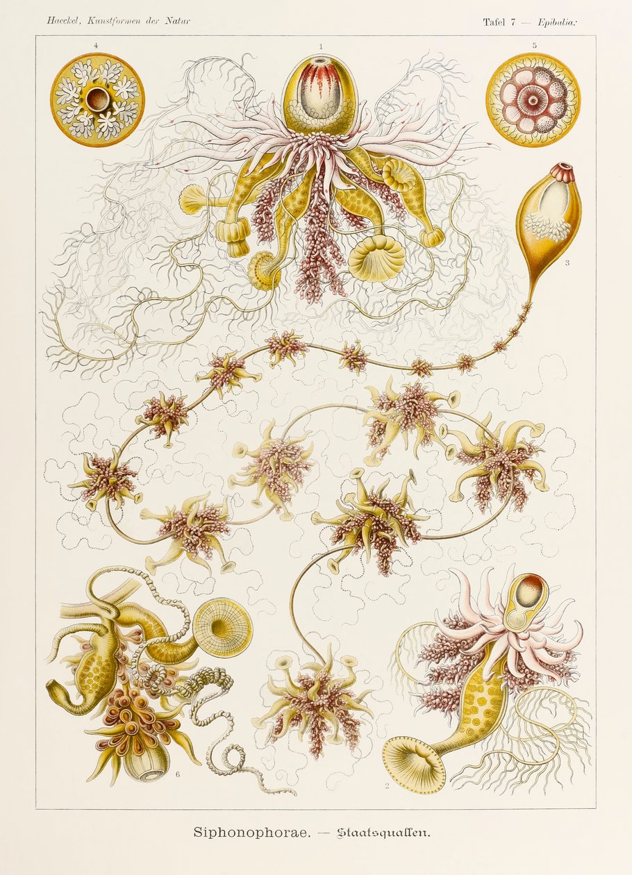 Tablica 7 Epibulia Siphonophorae z 