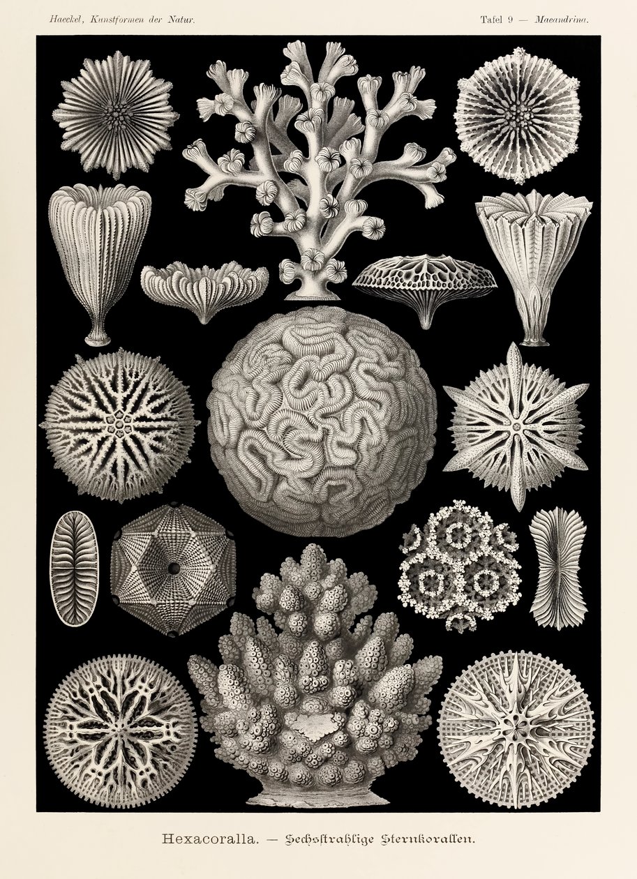Tabliczka 9 Maeandrina Hexacoralla z „Kunstformen der Natur” (Formy sztuki w przyrodzie) z ilustracjami Ernsta Haeckela (1834-1919) autorstwa Ernst Haeckel