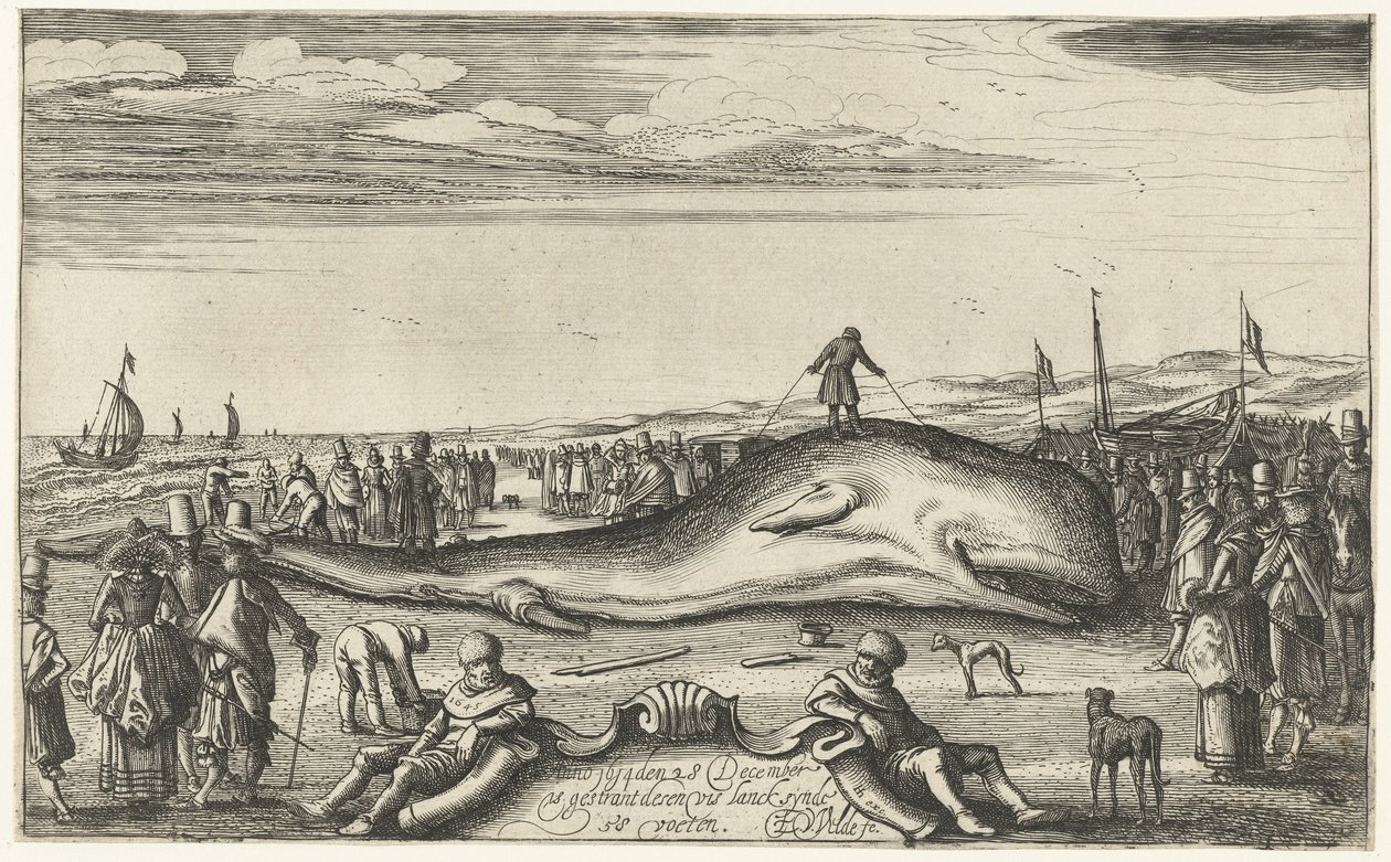 Kaszalot na plaży w Noordwijk, 1614 autorstwa Esaias van de Velde