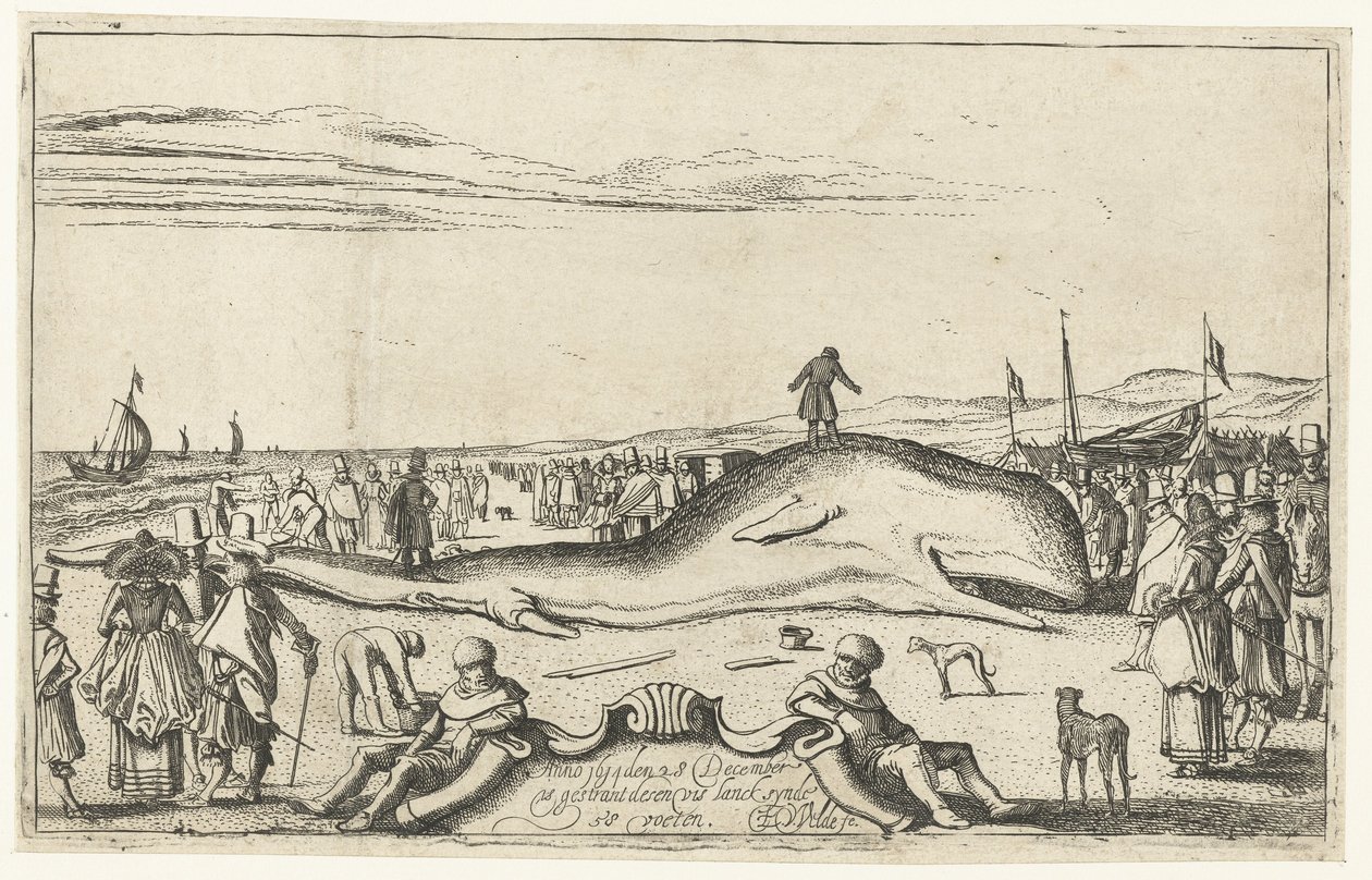 Wieloryb wyrzucony na plażę w Noordwijk, 1614 autorstwa Esaias van de Velde