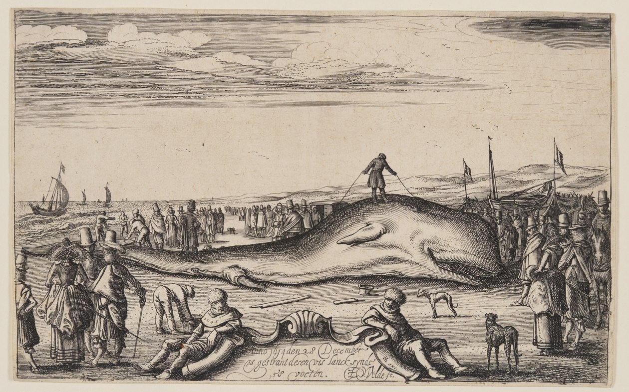 Wyrzucony na brzeg kaszalot w Noordwijk autorstwa Esaias van den Velde I
