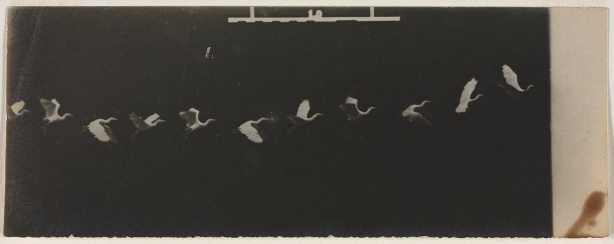 Chronofotografia przedstawiająca latającą czaplę autorstwa Etienne Jules Marey