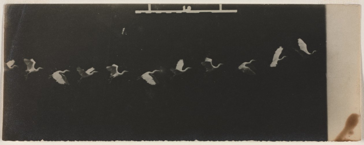 Chronofotografia przedstawiająca latającą czaplę. autorstwa Etienne Jules Marey