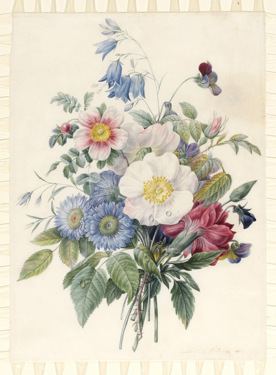 Niebieskie astry, Rosa Spinosissima Hybrid, dzwonek, skrzypce, goździk i dzika róża, 1820 (wc i bodykolor na grafitowym konturze na papierze welinowym) autorstwa Eugene A. L. d Orleans