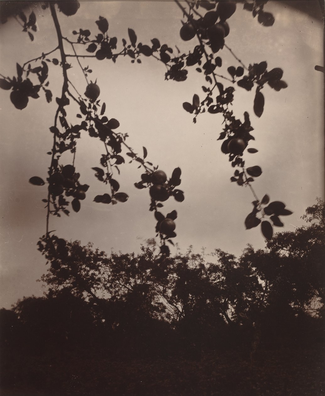 Oddział Apple, 1922/1923 (zdjęcie) autorstwa Eugène Atget
