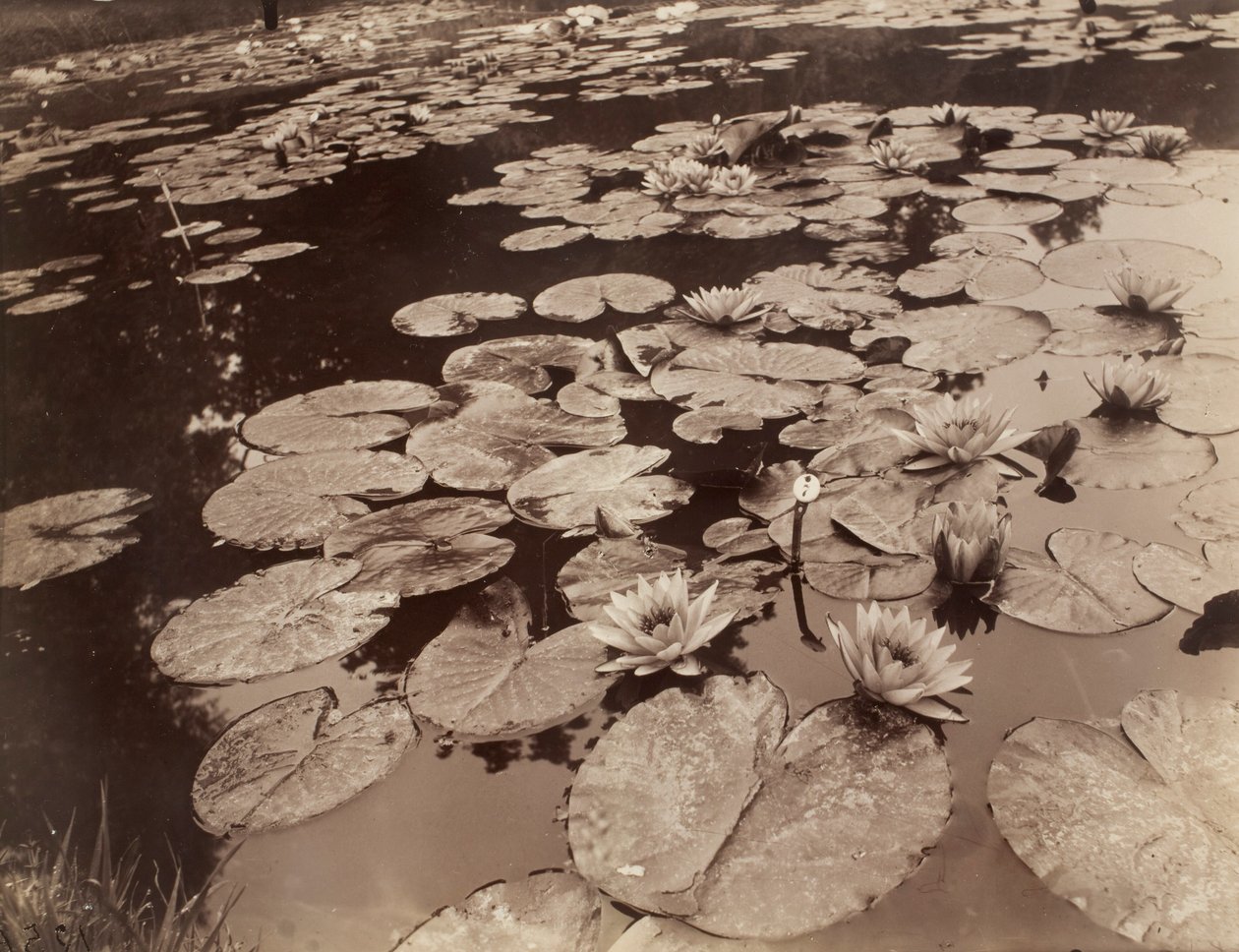 Nenufary (Bagatelle) autorstwa Eugène Atget