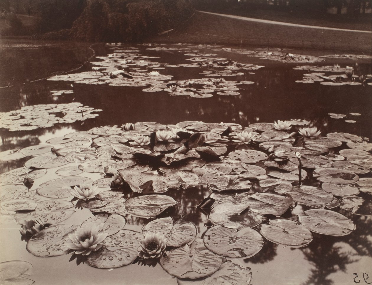 Nenufary autorstwa Eugène Atget