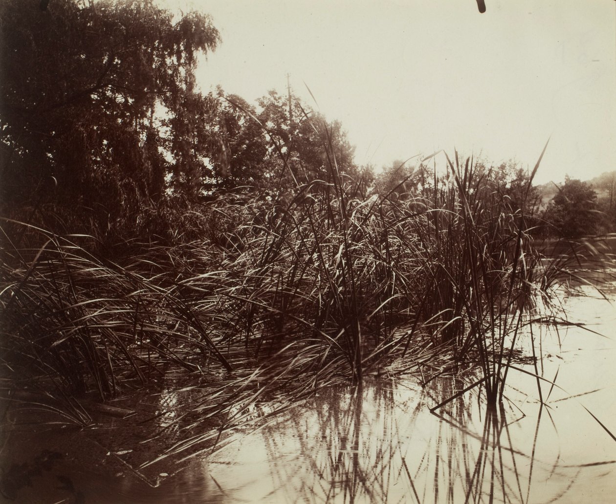 Trzciny, Staw w Plessis-Piquet autorstwa Eugène Atget