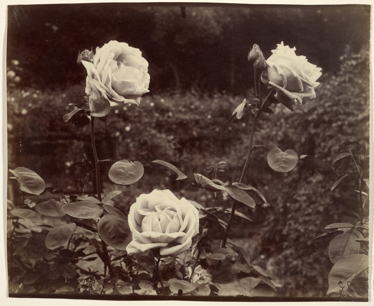 Róże autorstwa Eugène Atget