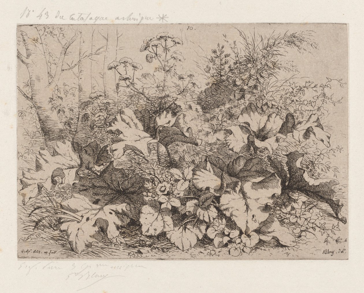 Łopian w rozkwicie, 1858. autorstwa Eugene Bléry