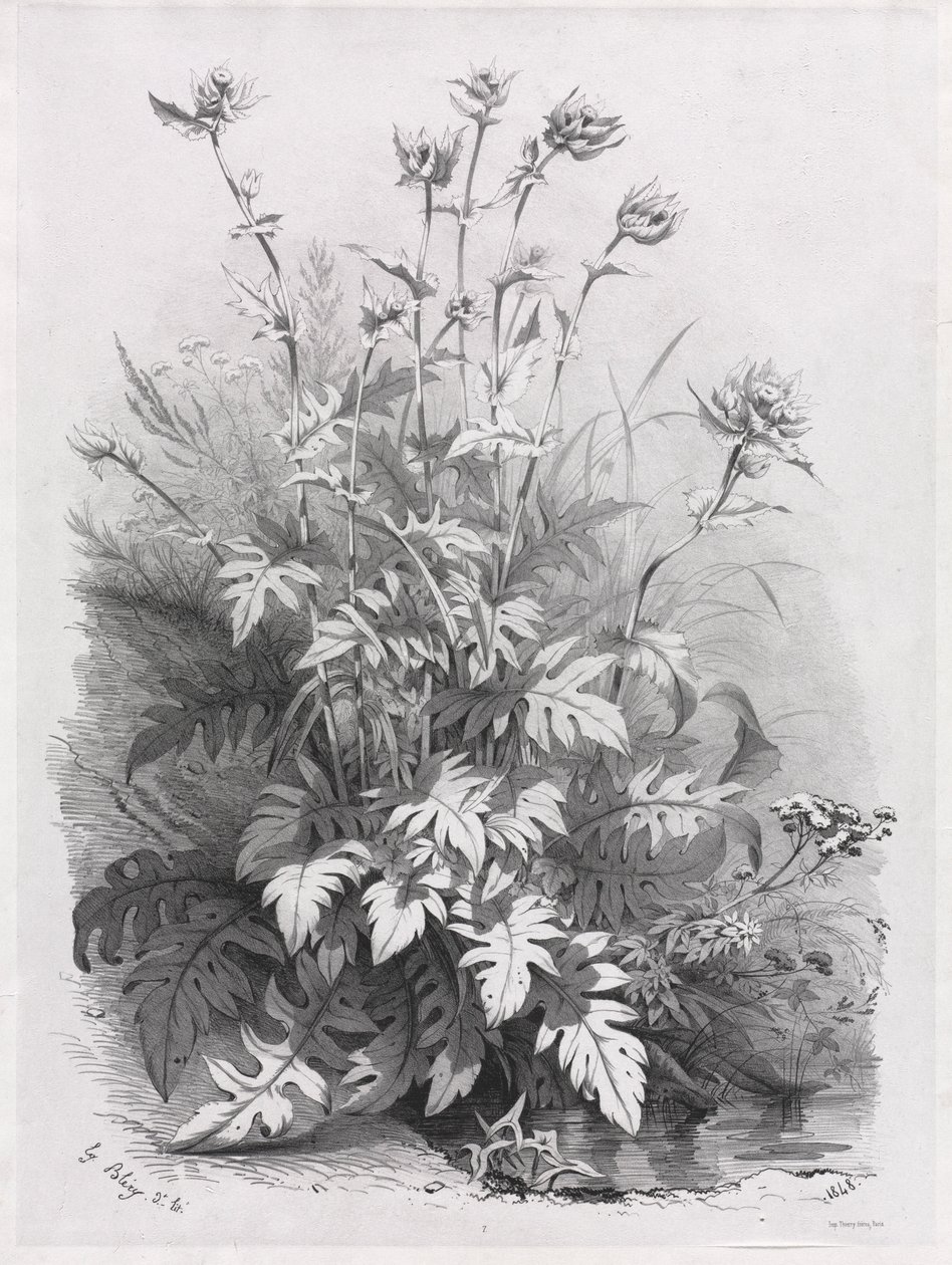 Grupy różnych roślin rysowanych po naturze: nr 7, 1848. autorstwa Eugene Bléry