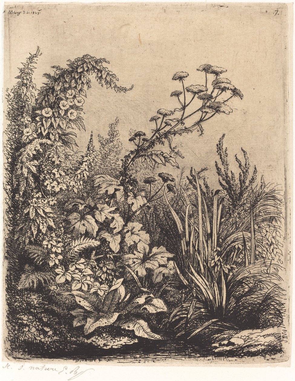 La petite berle aux liserons Mały pasternak wodny z powójem, opublikowany w 1849 r. autorstwa Eugene Bléry