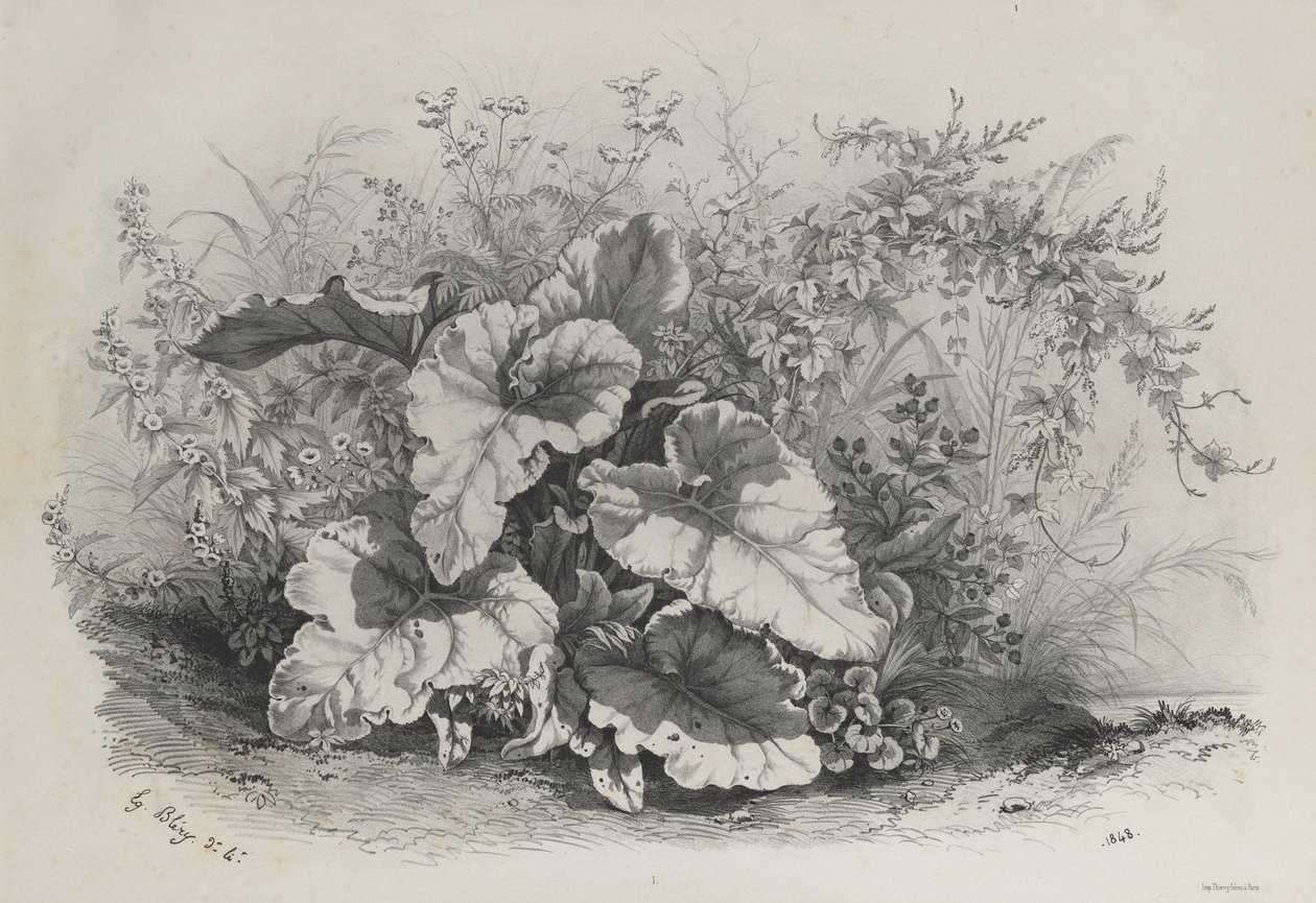 Studium roślinne z grupy różnych roślin rysowanych i litografowanych według natury..., 1848. autorstwa Eugene Bléry
