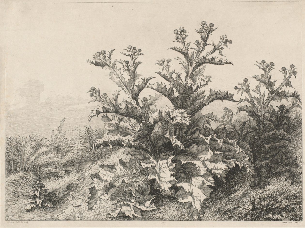 Wielki Oset (Le Grand Chardon) autorstwa Eugene Bléry