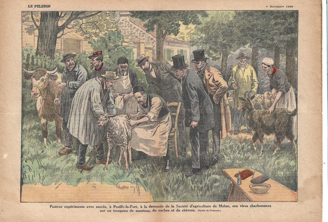W Pouilly-le-Fort, na prośbę Melun Agricultural Society, Pasteur pomyślnie przetestował swój wirus wąglika na stadzie owiec, krów i kóz., Le Pèlerin, 11.05.1922 (druk) autorstwa Eugene Damblans