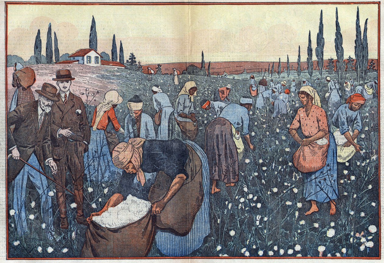Uprawa bawełny, niedaleko Orleanville, w dolinie Chelif w Algierii. Ilustracja Damblans. W „Le Pelerin” z 23 lutego autorstwa Eugene Damblans
