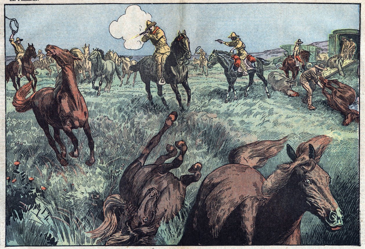Dzikie konie są ubijane w Stanach Zjednoczonych. Ilustracja Damblans. W „”Le Pelerin”” z 31 stycznia autorstwa Eugene Damblans