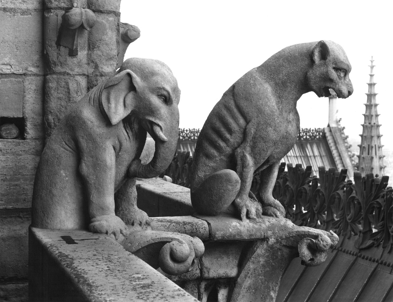 Rzygacze słonia i lwa z balustrady Grande Galerie fasady zachodniej, replika oryginału z XII wieku (kamień) (zdjęcie czarno-białe) autorstwa Eugene Emmanuel Viollet le Duc