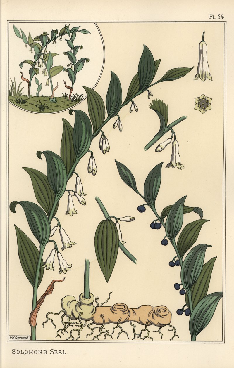Ilustracja botaniczna foki Salomona, Polygonatum multiflorum autorstwa Eugene Grasset