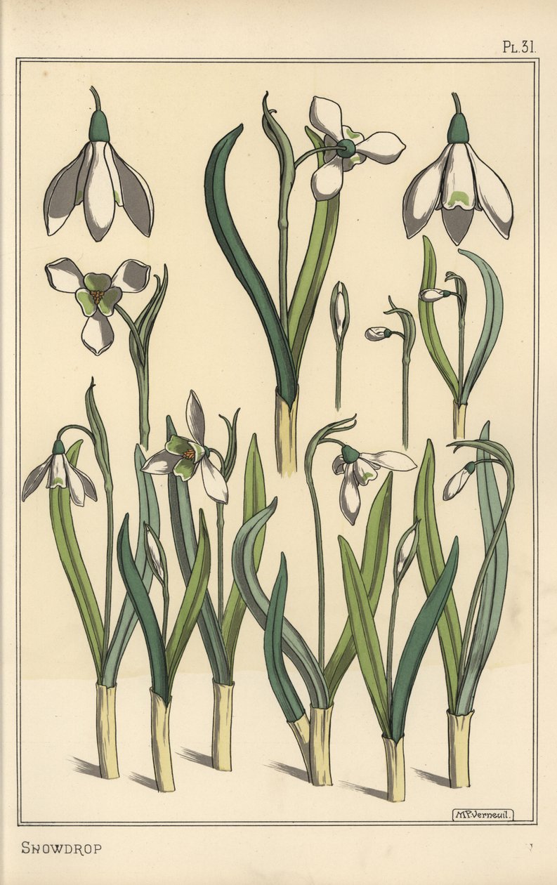 Ilustracja botaniczna przebiśnieg, Galanthus nivalis autorstwa Eugene Grasset