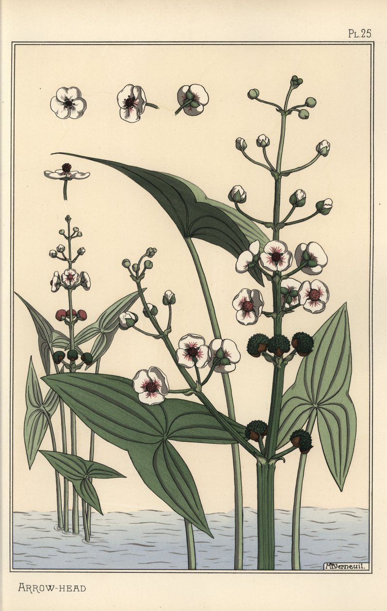 Ilustracja botaniczna grotu strzały, Sagittaria sagittifolia autorstwa Eugene Grasset