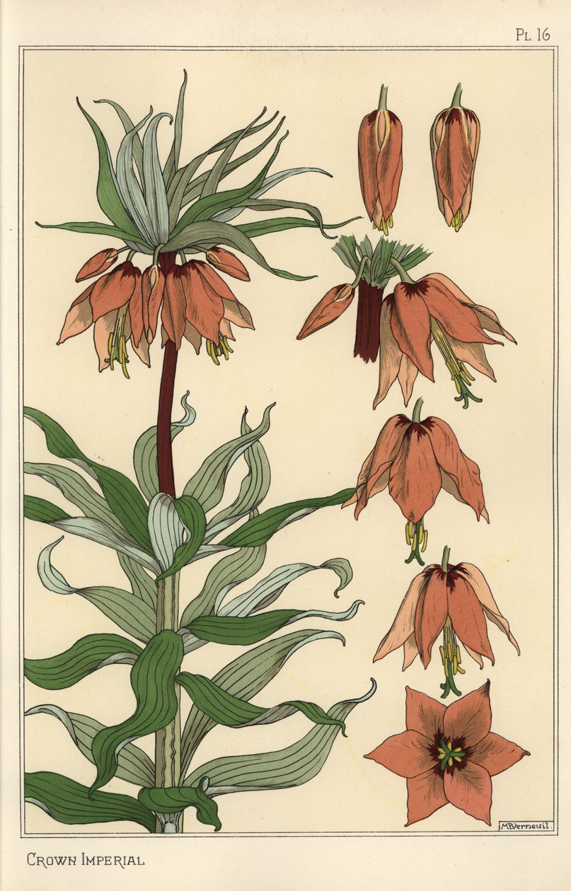 Ilustracja botaniczna cesarskiego kwiatu korony, Fritillaria imperialis autorstwa Eugene Grasset