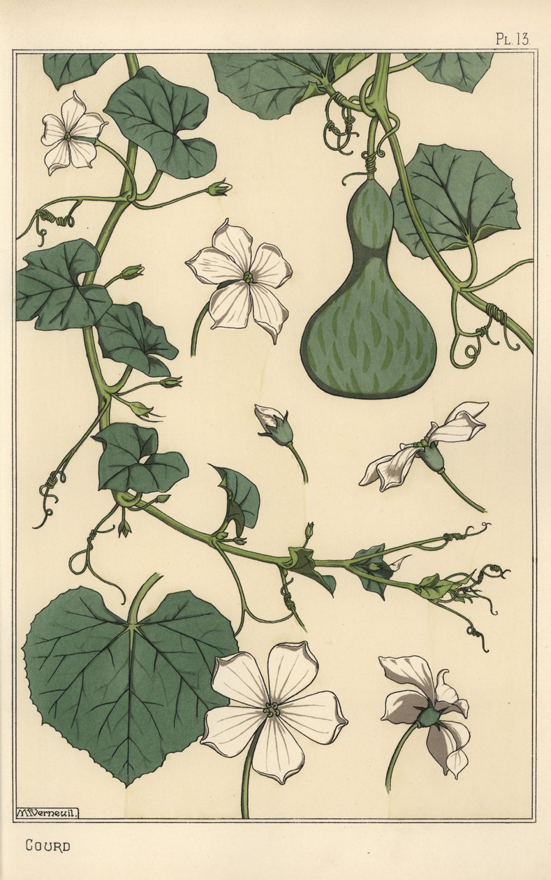Ilustracja botaniczna tykwy autorstwa Eugene Grasset