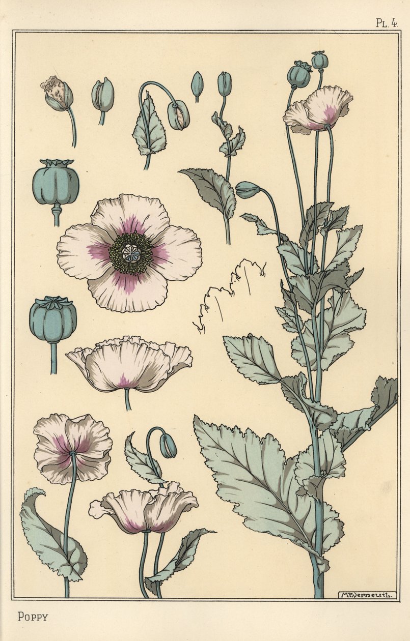 Ilustracja botaniczna maku, z częściami kwiatowymi, pod opium autorstwa Eugene Grasset