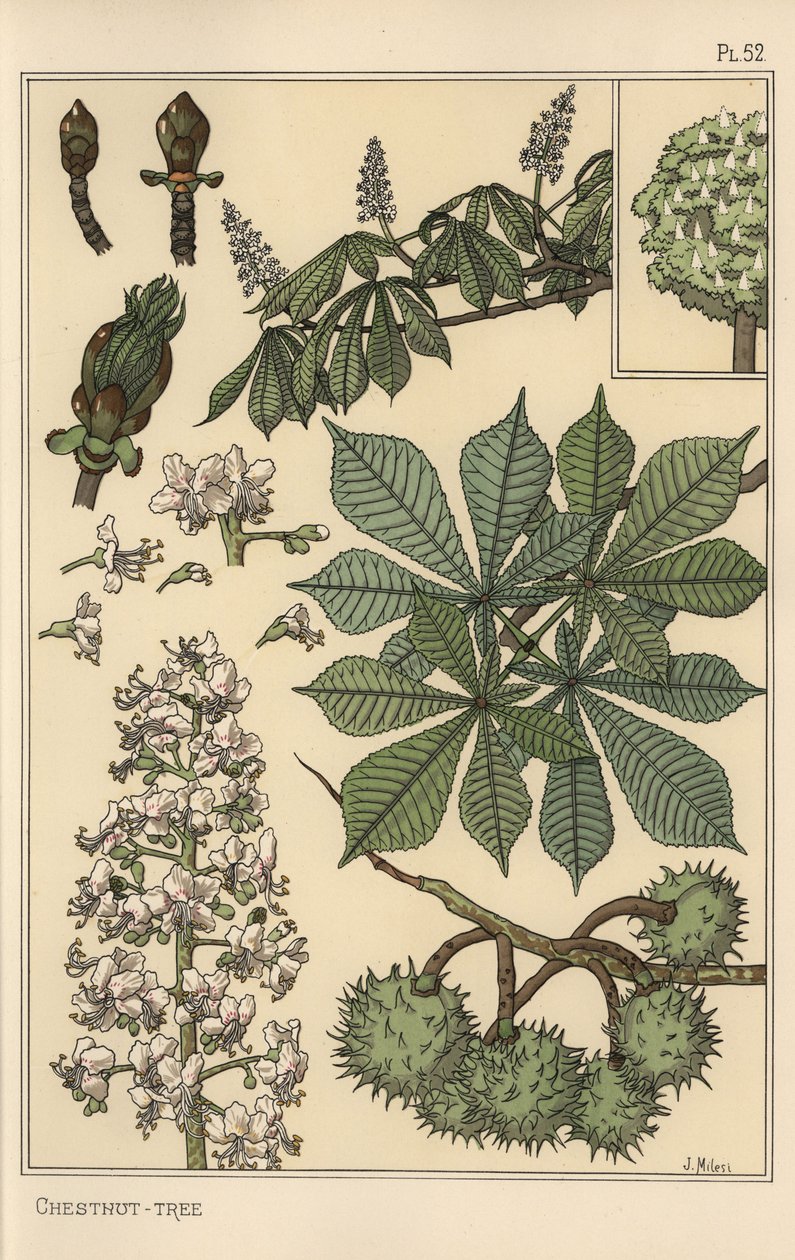 Badanie botaniczne kasztanowca autorstwa Eugene Grasset