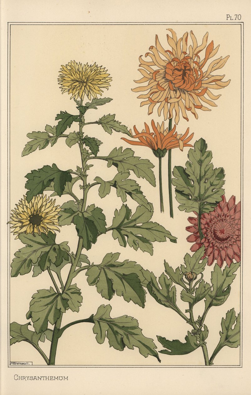 Badanie botaniczne chryzantem autorstwa Eugene Grasset