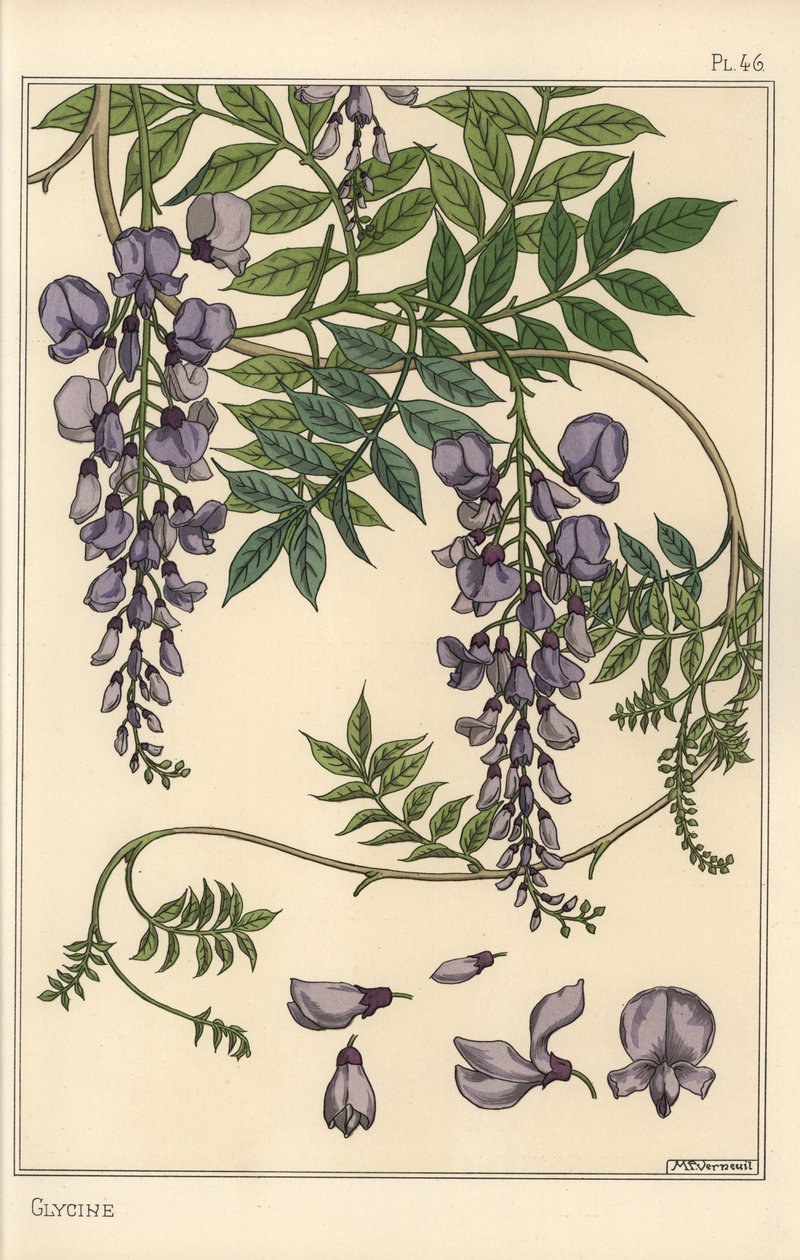 Badanie botaniczne glicyny autorstwa Eugene Grasset