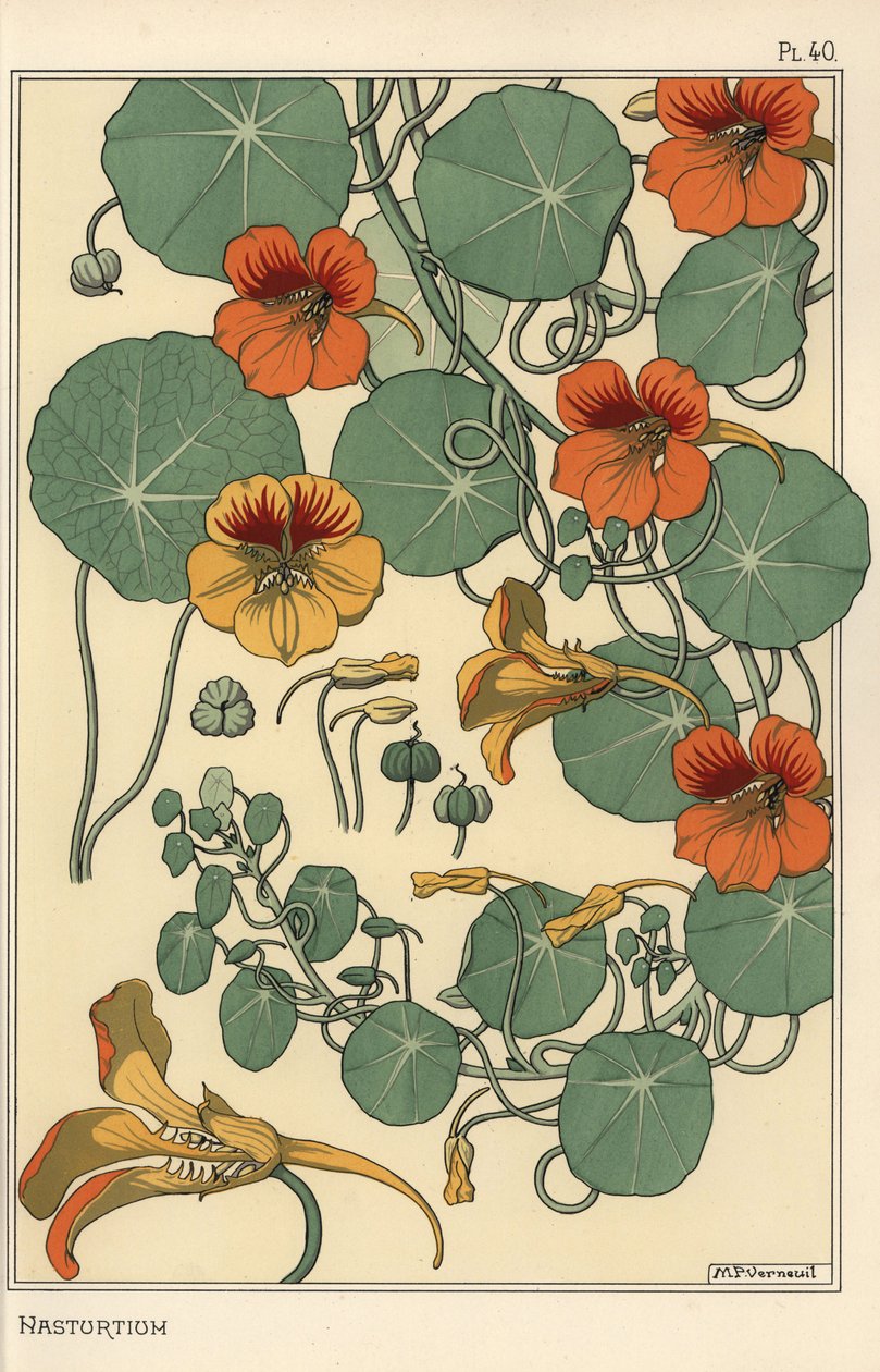 Badanie botaniczne nasturcji autorstwa Eugene Grasset