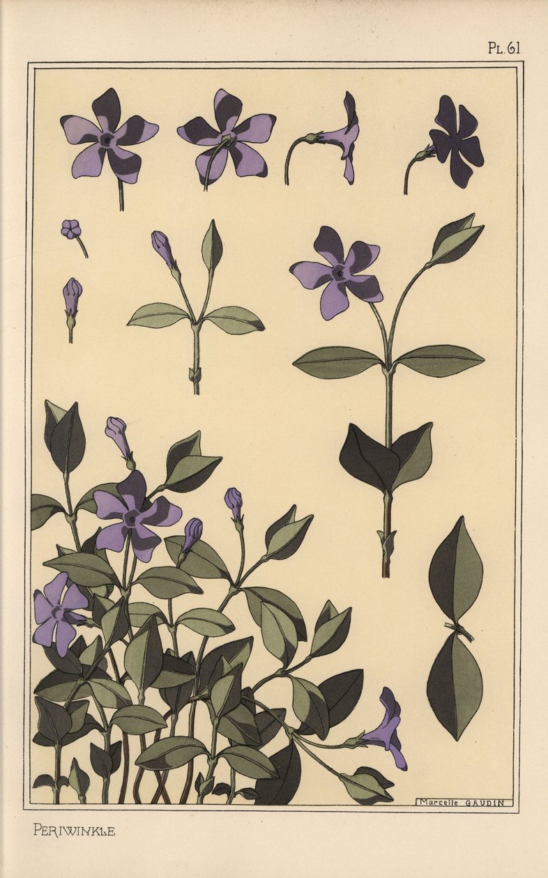 Studium botaniczne barwinka autorstwa Eugene Grasset