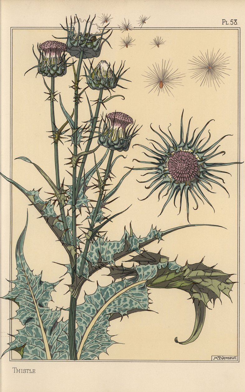 Badanie botaniczne ostu autorstwa Eugene Grasset