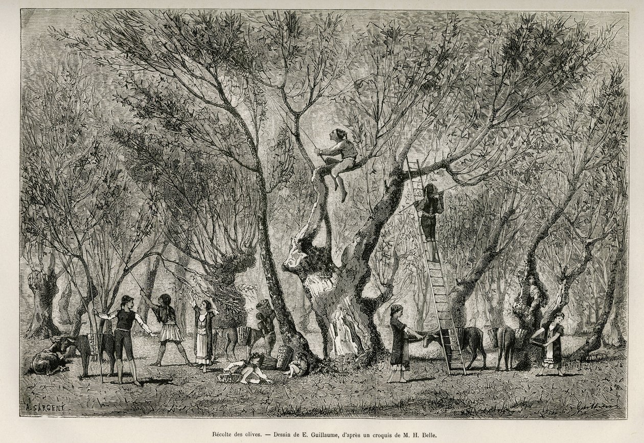 Kolekcja oliwek w regionie Amphiss, rys. E.Guillaume, ilustrująca historię Henri Belle: Voyage en Greece autorstwa Eugene Guillaume